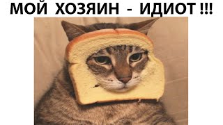 #мемы2022 #мемы #мем #приколы #коты #котики #коти #мемыпро100 #кошки #смешныекоты #про100мемы