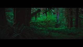 Hoh Rain Forest
