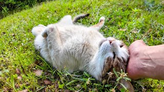 公園の芝生で寝ている猫が無防備過ぎる