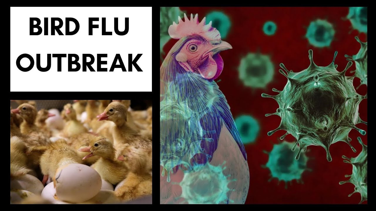 H5N9 Bird Flu Detected in California – What You Need to Know 2025 - YouTube