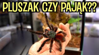 Caribena versicolor i jej  nowy apartament  A skorpiony WYLINIAŁY