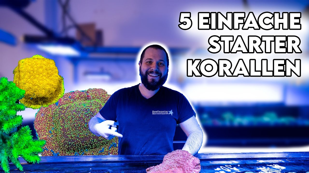 5 weitere Anfängerkorallen für dein erstes Meerwasseraquarium