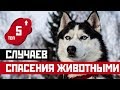 ТОП 5: СЛУЧАЕВ КОГДА ЖИВОТНЫЕ СПАСАЛИ ЖИЗНИ!