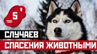 ТОП 5: СЛУЧАЕВ КОГДА ЖИВОТНЫЕ СПАСАЛИ ЖИЗНИ!