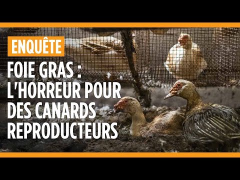 Foie gras : l’horreur dans un élevage de canards reproducteurs