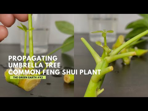 วีดีโอ: การขยายพันธุ์พืช Schefflera - ฉันจะรูตการตัด Schefflera ได้อย่างไร
