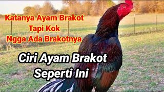 Tips Sederhana Ciri Ciri Ayam Brakot#ayampakoy#kandangbodolfarm