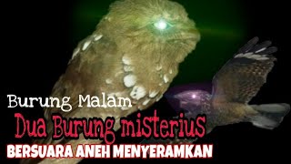 Suara Burung Malam Cuit cuit dan twak twak Dekat Rumah