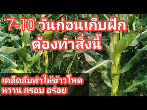 วีดีโอ: ทำให้ข้าวโพดหวาน - จะทำอย่างไรเมื่อข้าวโพดหวานไม่หวาน