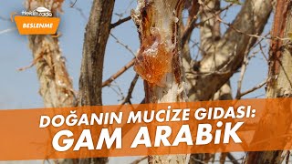 Doğanın mucize gıdası: Gam Arabik | Dr. Muammer Yıldız Resimi