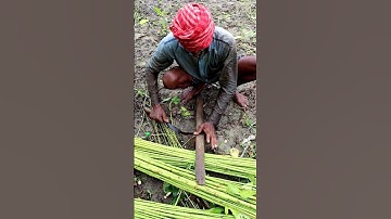 Traditional Method of Sharpening Sickle #shorts