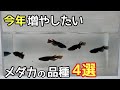 今年増やしたいめだかの品種４選【メダカ】