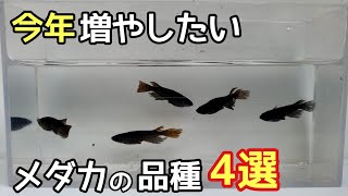 今年増やしたいめだかの品種４選【メダカ】