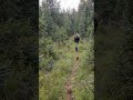 Three Bear Cubs Running Through the Forest 🐻