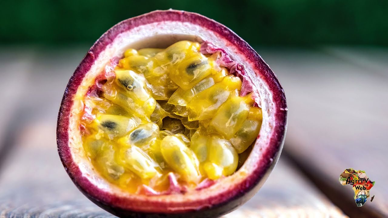 Cultiver le fruit de la passion