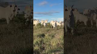 Cria pra quem tem pouca terra! #gado #viral #pecuarista