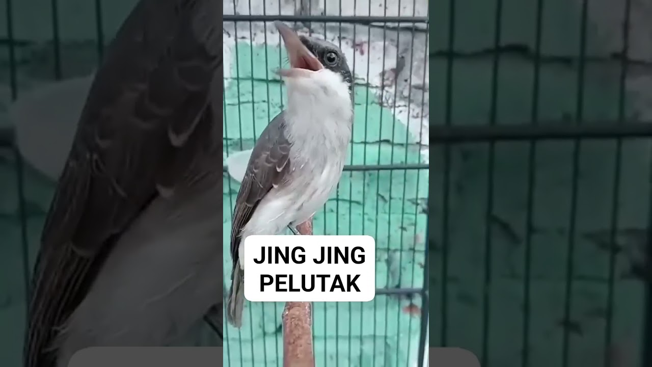 masteran jinjing petulak