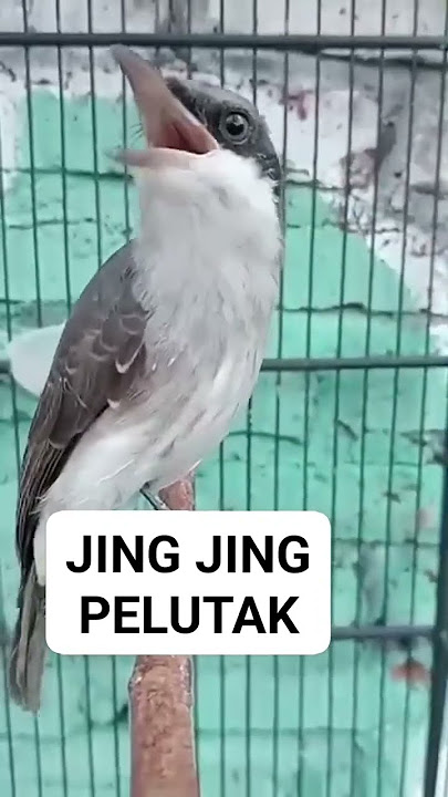 masteran jinjing petulak
