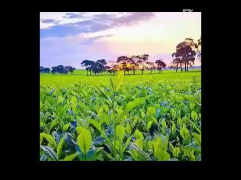 Temikab Chaik By Mr Boss Official Audio Release