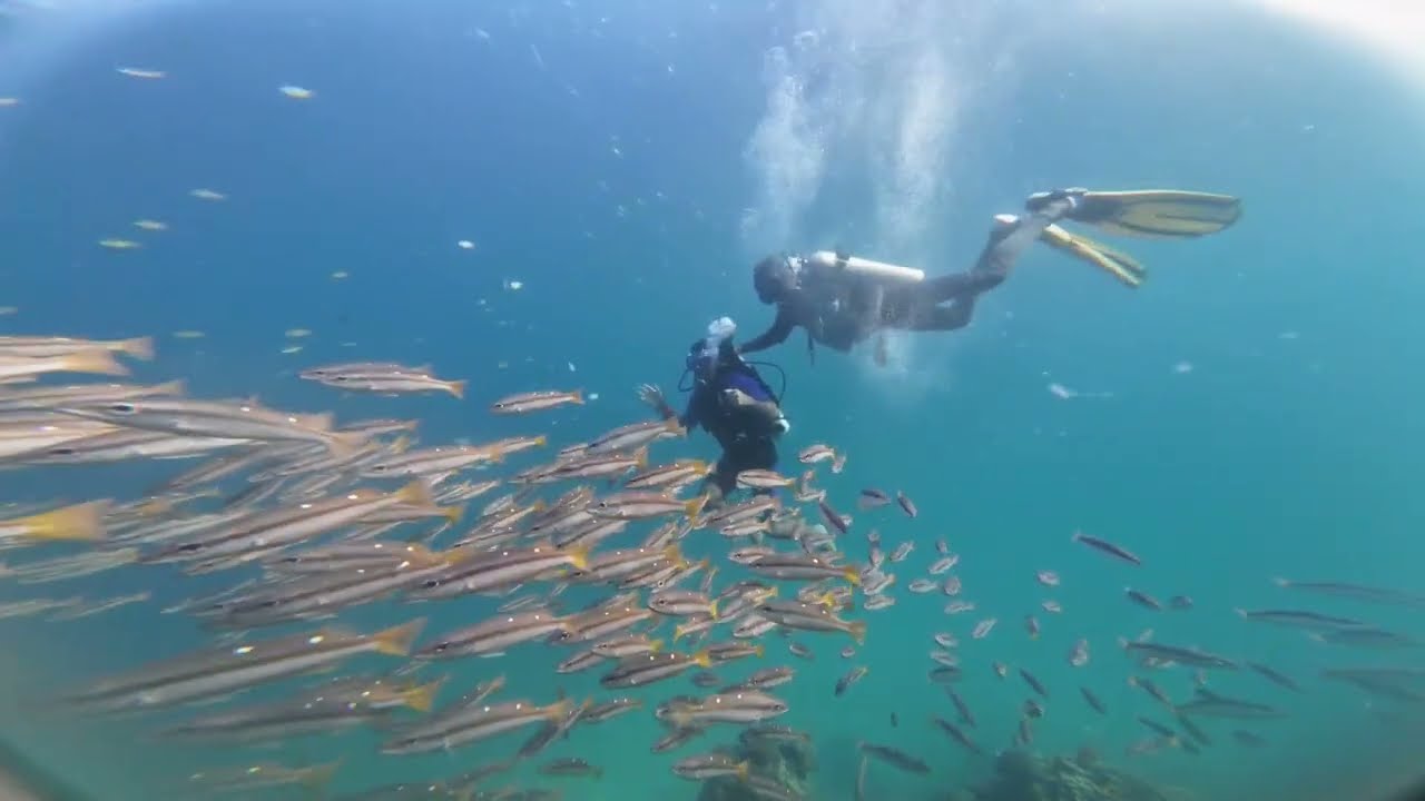 Scuba 🤿 dive - Dive tribe 