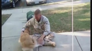 beautiful and surprise moments Dogs Welcoming Soldiers Home Compilation 2016