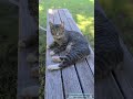 outside fun #cats  #catlife #catlover #meow #catoftheday #pet #catreels  #viral  #fbreels #shorts