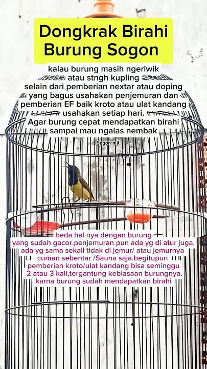Dongkrak birahi burung sogon #shorts #sogon #kicaumania #sogonmjl #fyp