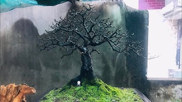 Thăm vườn cây Trà xương đen (cứt chuột ,Tùng đen) của anh tiến với nhiều Tp hoàn thiện VD2