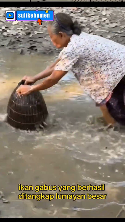 cara menangkap ikan  nenek ini sangat pandai #fishing #bigfish #fish #mancingmantap #shortvidio