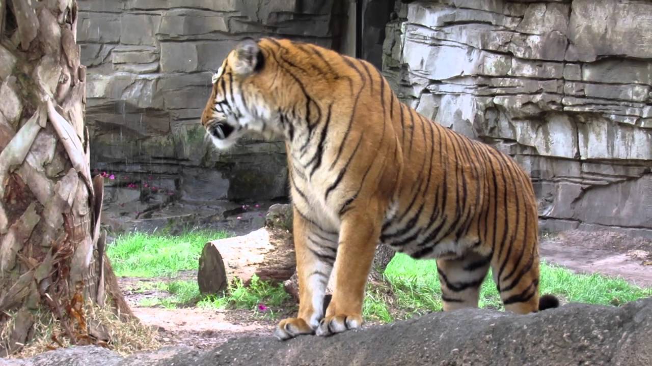 Tampa Zoo & Florida Aquarium YouTube