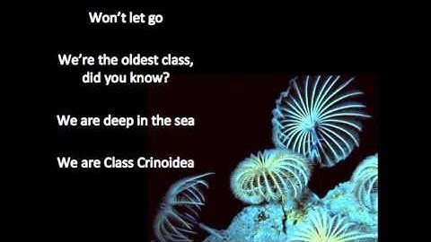 Phylum Echinodermata