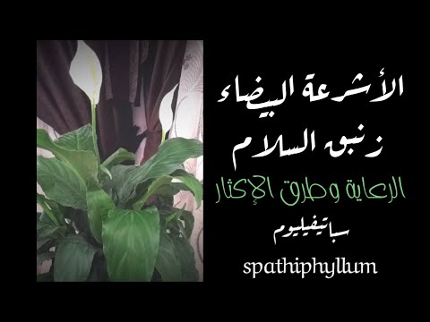 فيديو: هل سيتمرد الزنبق بعد قطعه؟