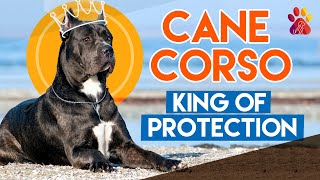 Cane Corso Dog Breed | 7 facts Why Cane Corso Is The King For Your Protection by Wiggle Paw 44 views 2 years ago 9 minutes, 26 seconds