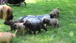 English Mastiff Puppies For Sale