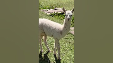 Have You Ever Seen an Alpaca This Cute? #animals #trending #shortvideo #cute #shortsfeed #wildlife