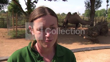 UK: ANIMALS WEIGHED AT LONDON ZOO (FUN!)