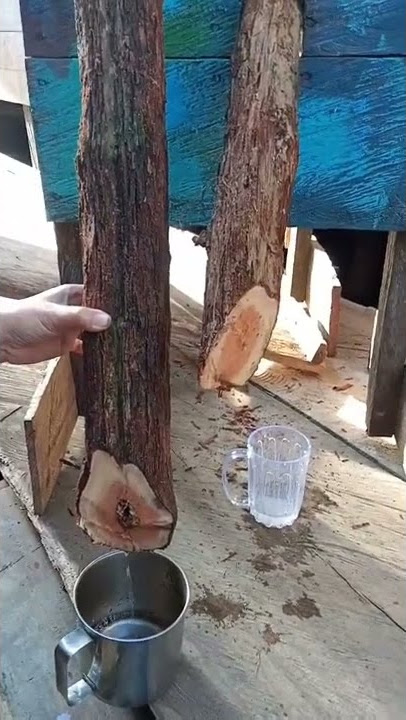 Air akar kayu bajakah Kalimantan memiliki khasiat terbaik #shorts