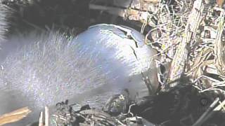 Decorah Eagle Nest