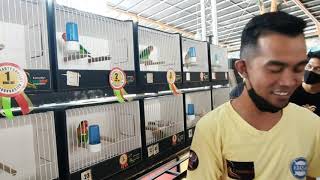 Beauty kontes lovebird KLI surabaya // Lovebird Aqua juara 2