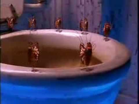 Video: Cucarachas En El Apartamento (32 Fotos): ¿de Qué Tienen Más Miedo Y De Dónde Vienen? ¿Cómo Se Reproducen? Resumen De Especies. ¿Cómo Eliminarlos Con Ajenjo Y Otros Medios?