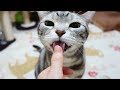 ぱくぱくペロペロざーりざり 色んな音を奏でる猫