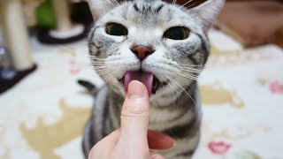 ぱくぱくペロペロざーりざり 色んな音を奏でる猫