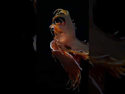 No One Parties Harder Than a Giant Nudibranch During Mating Season