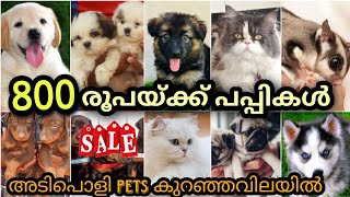 800 രൂപക്ക് പപ്പീസ് | അടിപൊളി PETS കുറഞ്ഞ വിലയിൽ | Pets sale in low price | PETS POINT