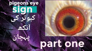 pigeons eye signs..19th February 2024 part one