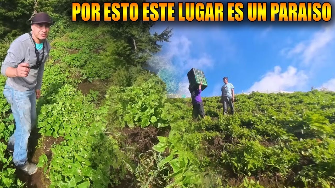 AMIGO ME INVITA A SU COSECHA DE ESPINACAS