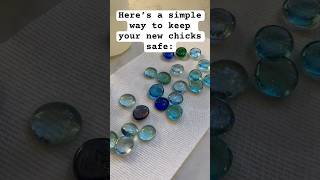 Chick Hack 🐥💧: This Simple Tip Could SAVE A LIFE #homestead  #babychicks #chicks #chickens #Shorts