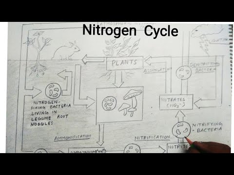 Nitrogen Cycle - What is? - Explain | Diagram & Drawing