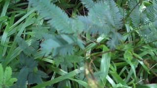 VID00382.MP4