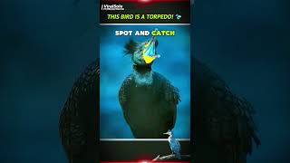 This Bird Dives 40m Like a TORPEDO! 😱 Great Cormorant’s Underwater Assassin Secrets #shorts
